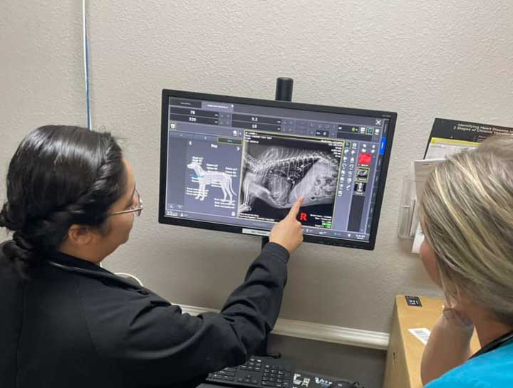 Pet Digital Radiology