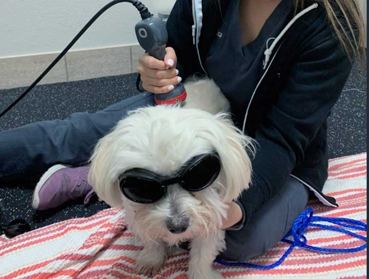 Laser Therapy for Pets